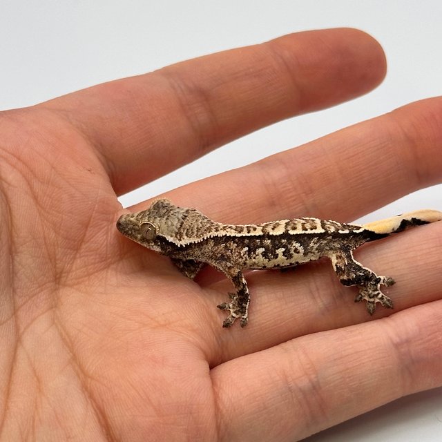 트라이 익스트림할리퀸