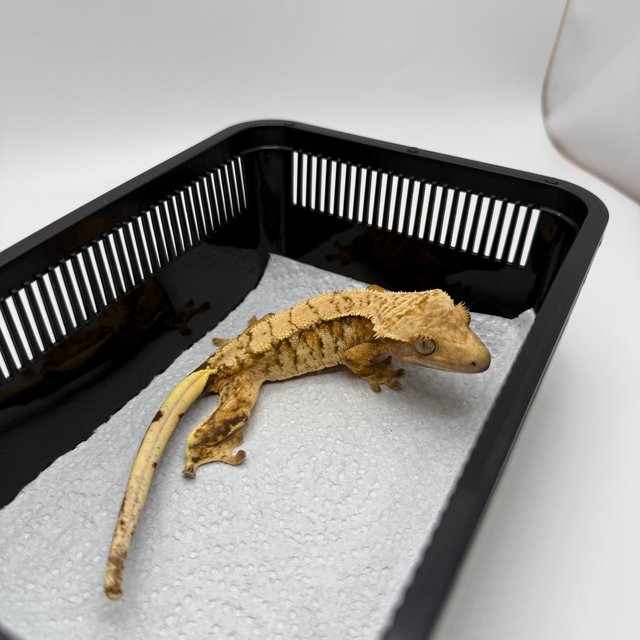 트라이 익스트림할리퀸