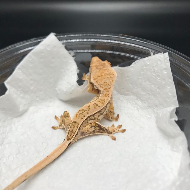 트라이 핀스트라이프
