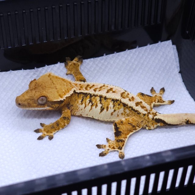 트라이 익스트림할리퀸