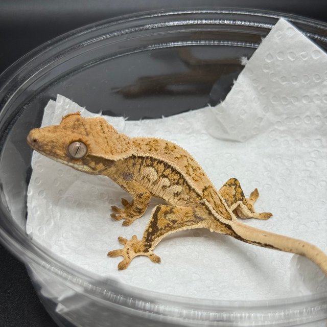 트라이 핀스트라이프