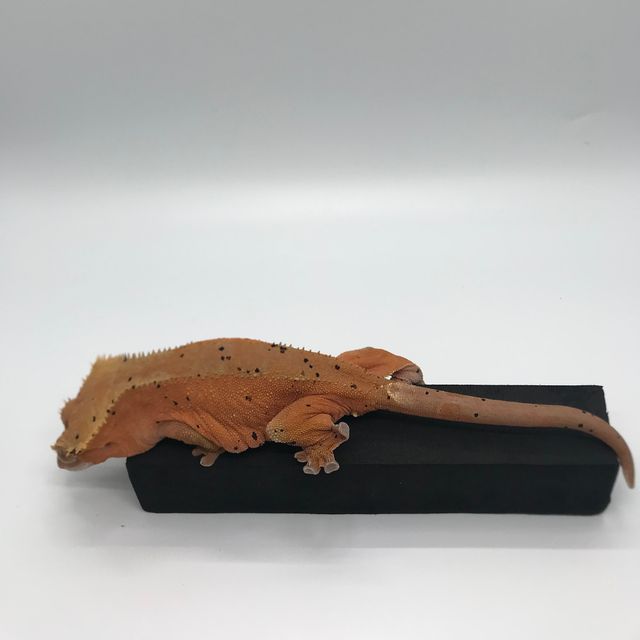 달마시안 레드