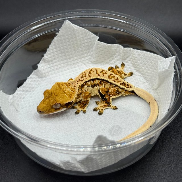 트라이 화이트핀 익스트림할리퀸