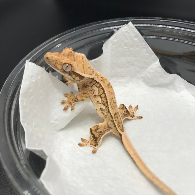 트라이 핀스트라이프