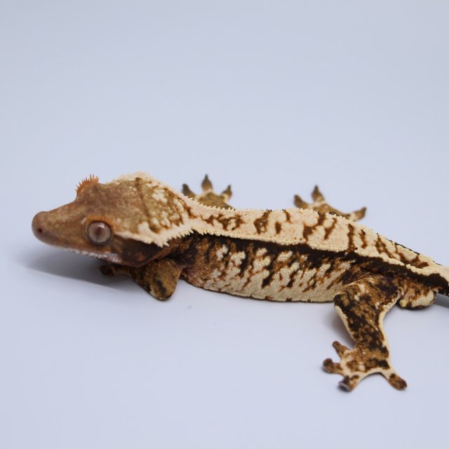 트라이 익스트림할리퀸