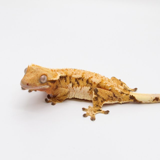 트라이 익스트림할리퀸 화이트크라운