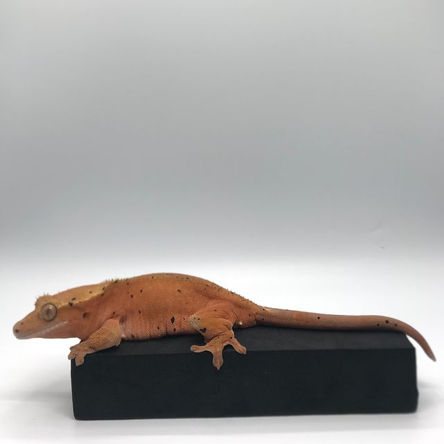 달마시안 레드