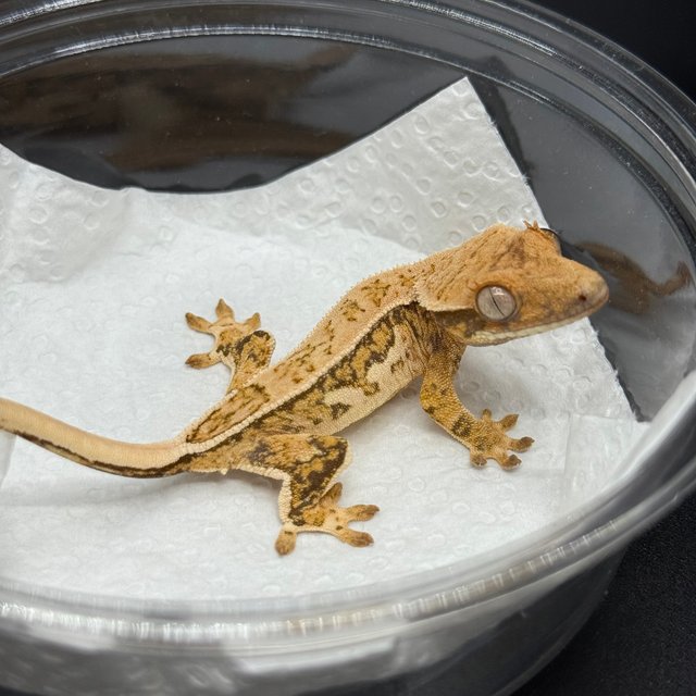 트라이 핀스트라이프