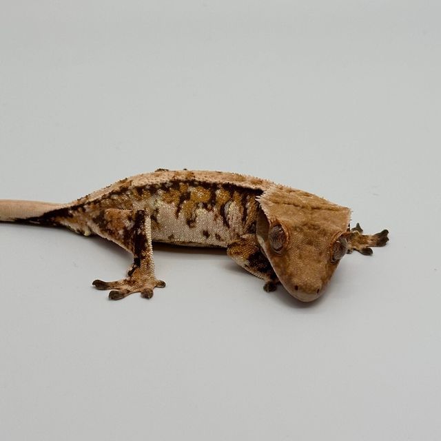 트라이