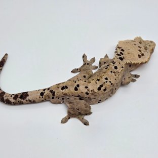 슈퍼달마시안 레드