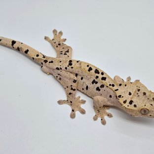 슈퍼달마시안 옐로우