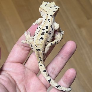 슈퍼달마시안