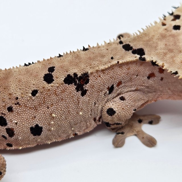 슈퍼달마시안 레드