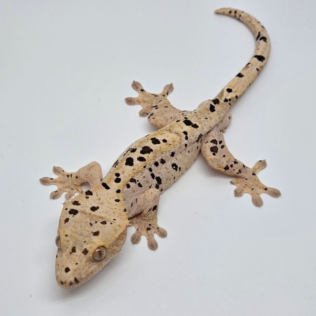 슈퍼달마시안 옐로우