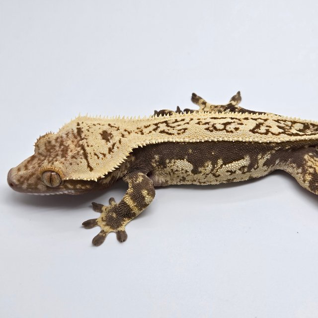 노멀 다크 블랙