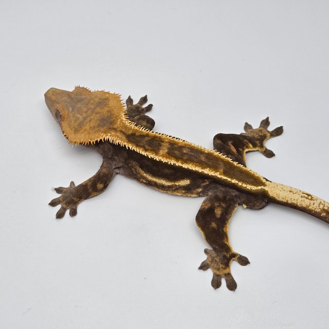 엠티백 슈퍼스트라이프