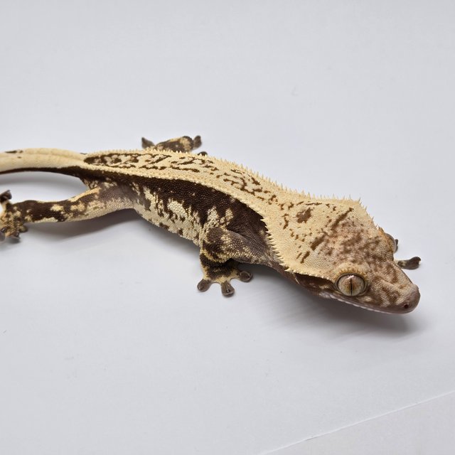 노멀 다크 블랙