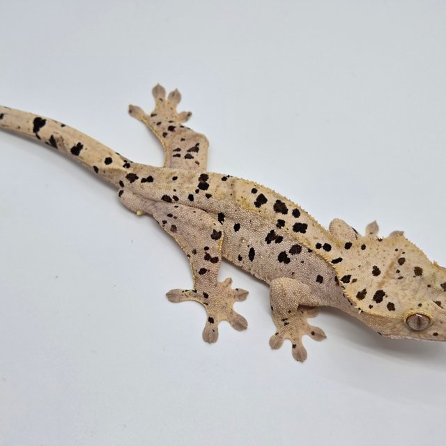 슈퍼달마시안 옐로우