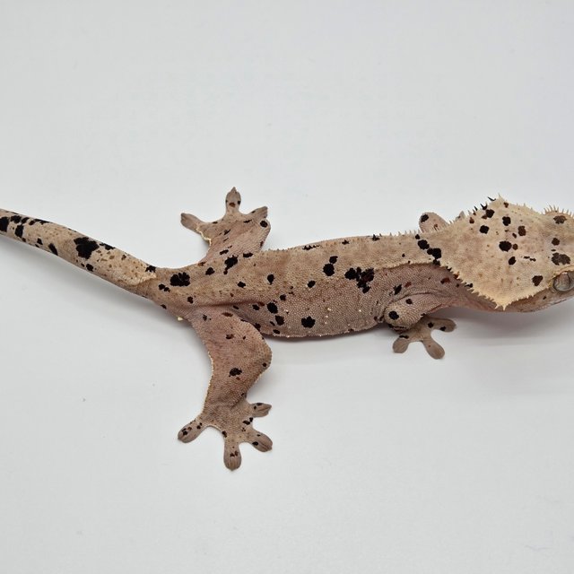 슈퍼달마시안 레드