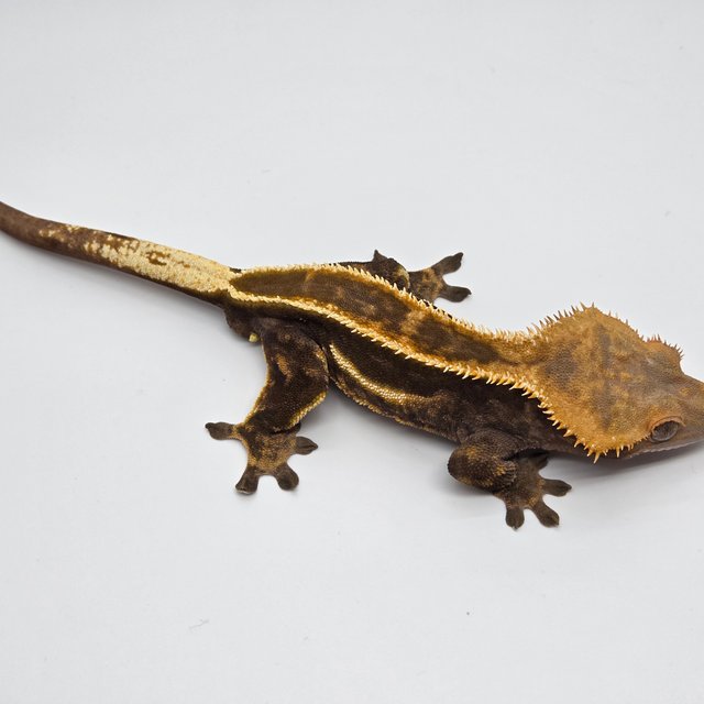 엠티백 슈퍼스트라이프