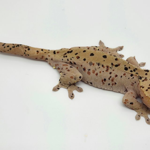 슈퍼달마시안 레드