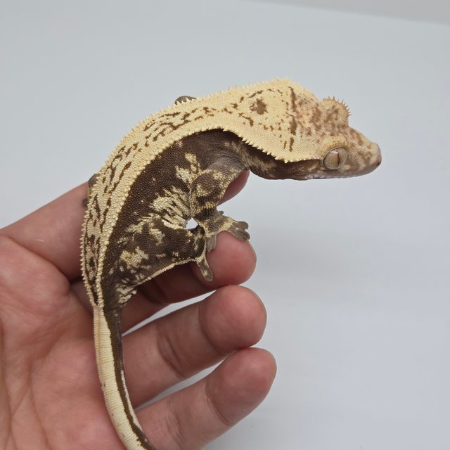 노멀 다크 블랙