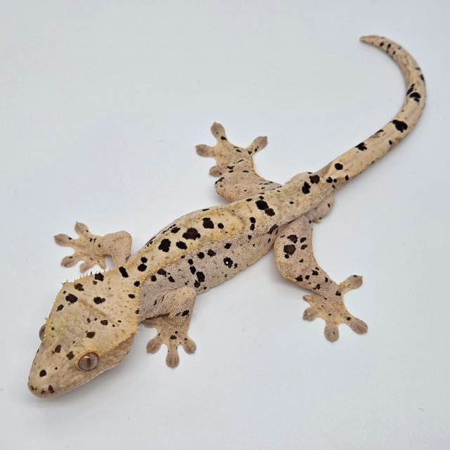 슈퍼달마시안 옐로우