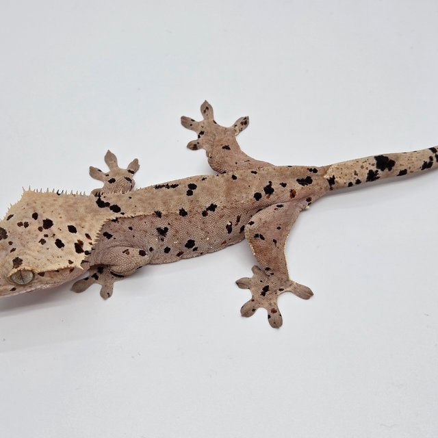 슈퍼달마시안 레드