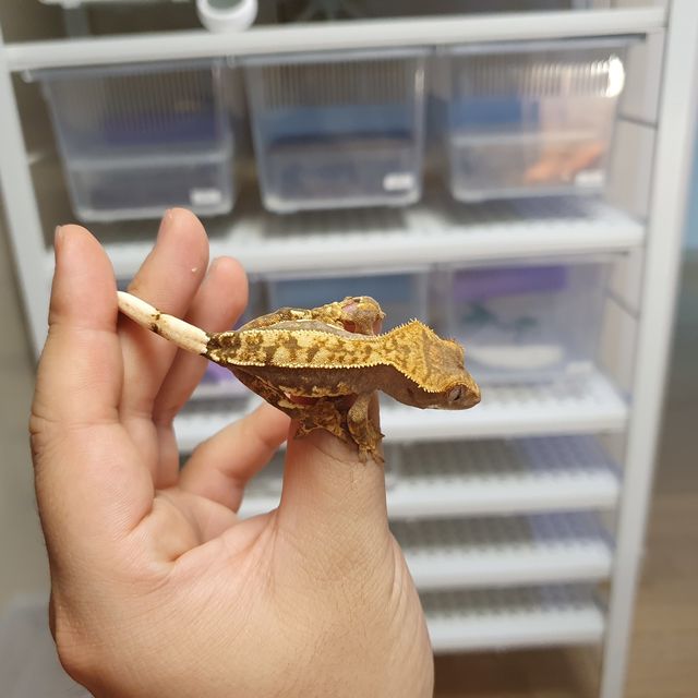 노멀
