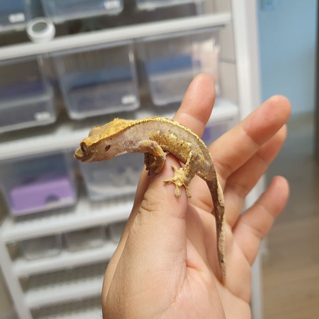 노멀