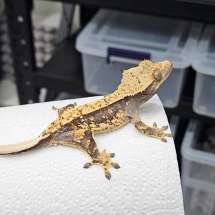 쿼드 트라이 핀스트라이프