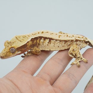 트라이 핀스트라이프 익스트림할리퀸