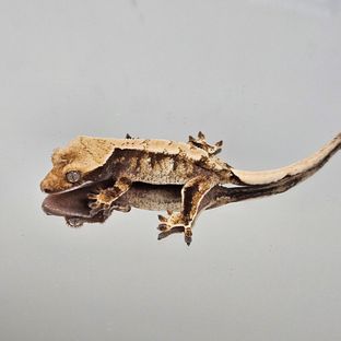 트라이 익스트림할리퀸