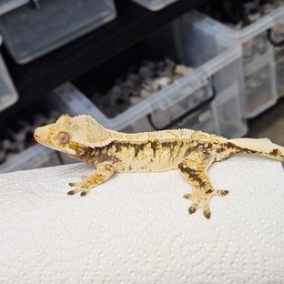 핀스트라이프 트라이