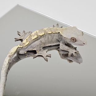 세이블 100%헷아잔틱