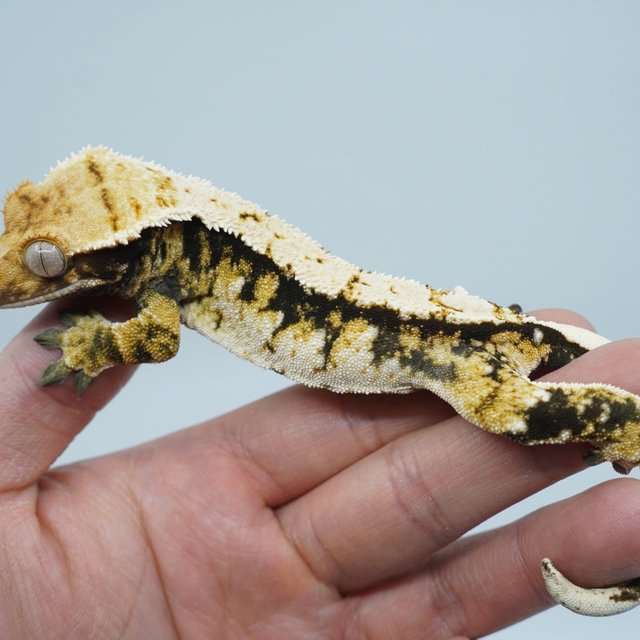 트라이 익스트림할리퀸