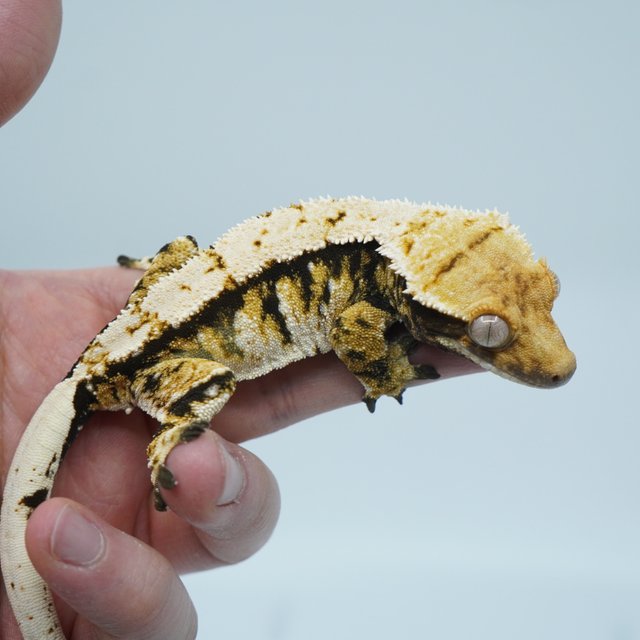 트라이 익스트림할리퀸