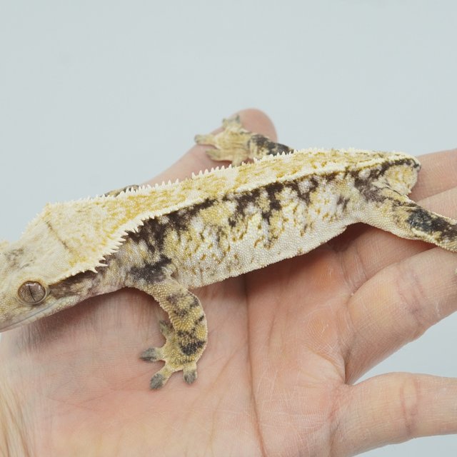 트라이 핀스트라이프 익스트림할리퀸