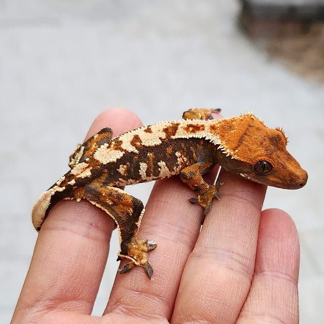 트라이