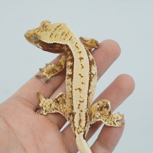 트라이 핀스트라이프 익스트림할리퀸