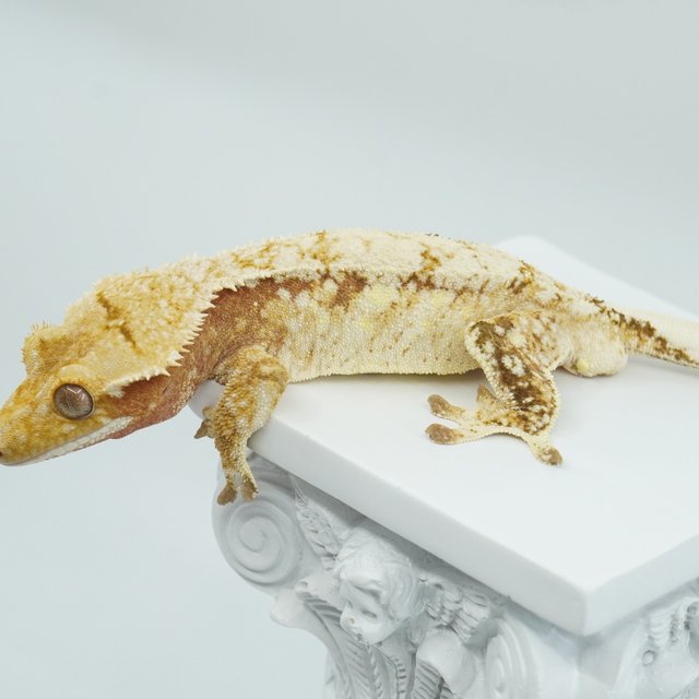 화이트스팟 트라이 익스트림할리퀸