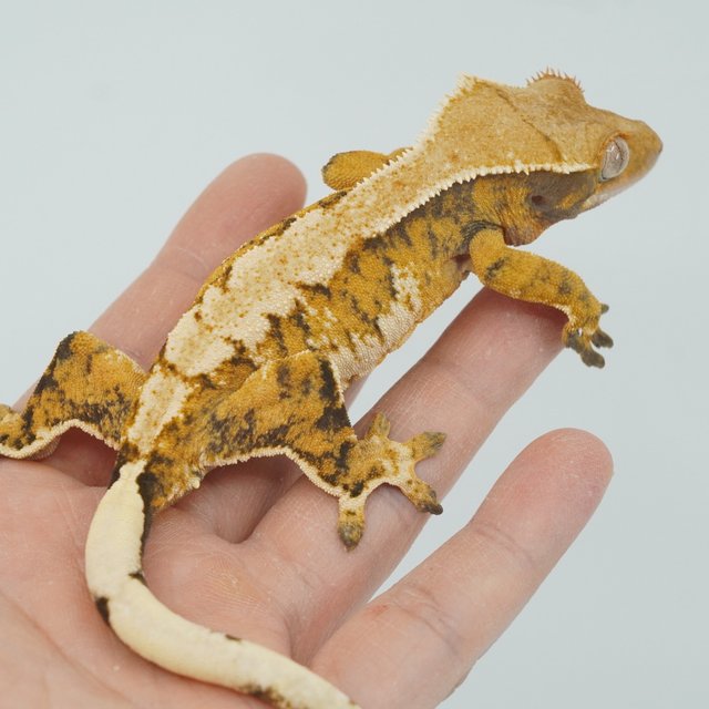 익스트림할리퀸 트라이