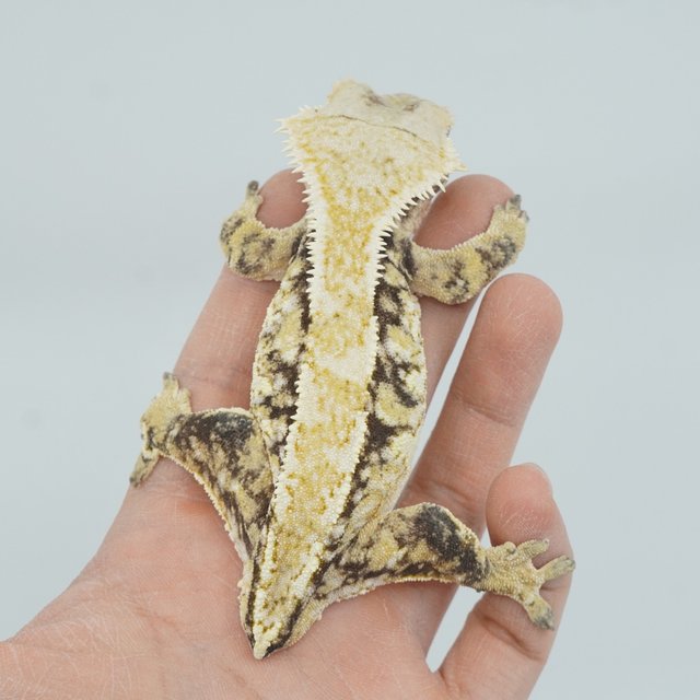 트라이 핀스트라이프 익스트림할리퀸