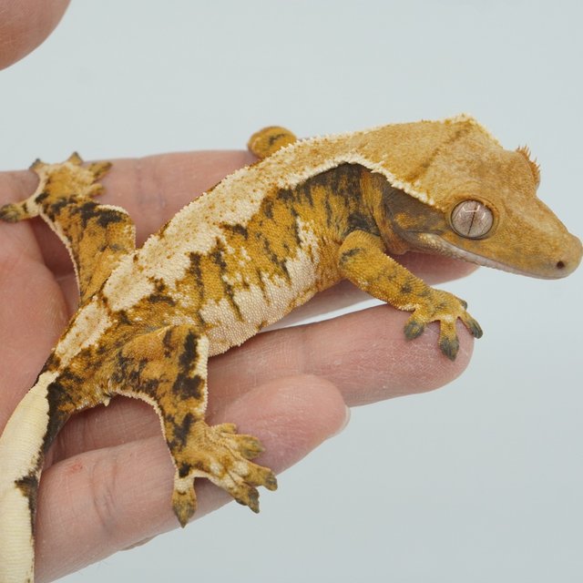 익스트림할리퀸 트라이