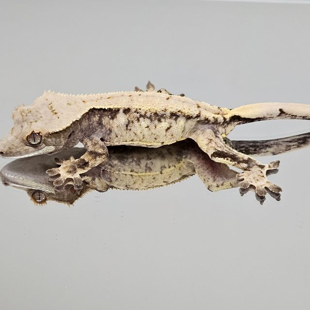 트라이 화이트스팟