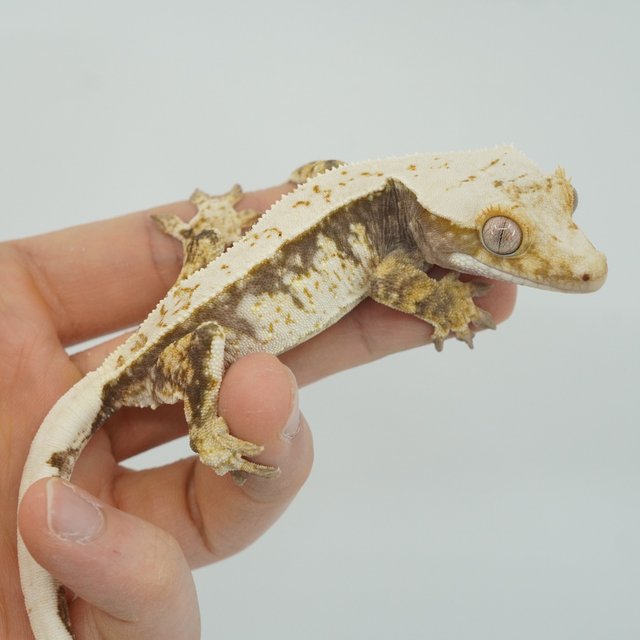 트라이 핀스트라이프