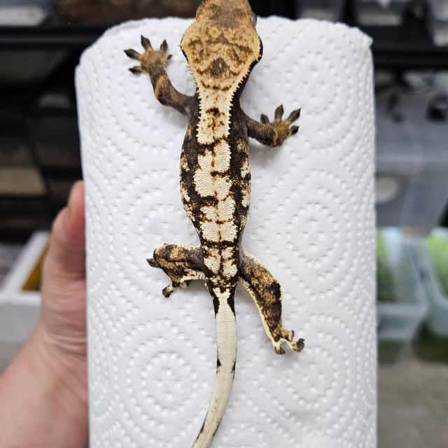 트라이