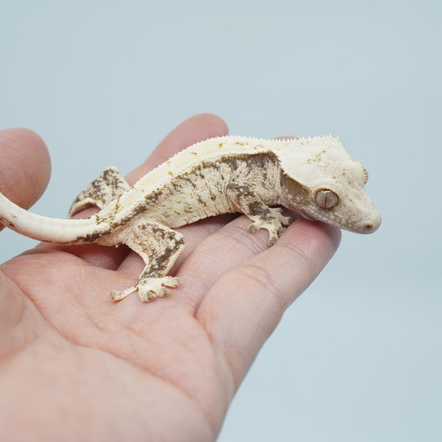 트라이 익스트림할리퀸 화이트포트홀