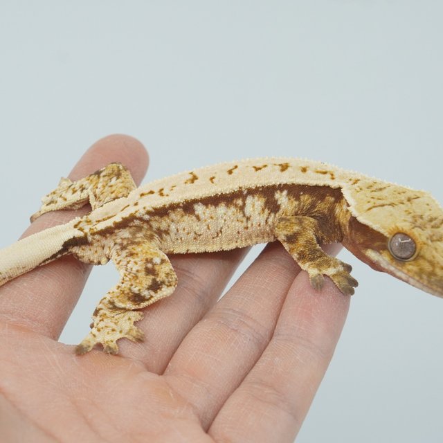 트라이 핀스트라이프 익스트림할리퀸