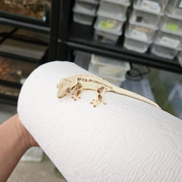 릴리화이트
